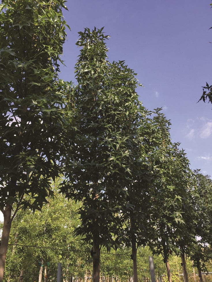 Liquidambar Styraciflua Amerikan sığla Ağacı